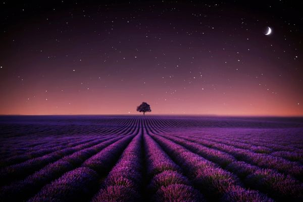 lavender-fields-1920x1080-21314F70E86DC-1C96-B92C-B5BB-BE70720076C1.jpg