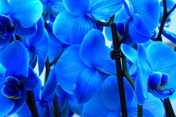 blue-orchids-orchid-1920x1080-1141221150B35-084B-9820-EAC4-B21B910FFDFD.jpg