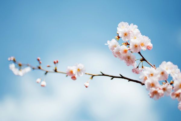 sakura-cherry-1920x1080-127915B1651BF-2057-9AA3-CE6B-3A9DE8BC4306.jpg