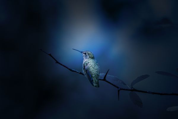 hummingbird-branch-1920x1080-116919575FCDA-9207-D58C-0E60-2A7A1DEC270A.jpg