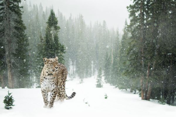 leopard-snow-winter-forest-snow-leopard-pine-trees-5k-1920x1080-511458F71128-FA62-895A-CA58-3318A662D38A.jpg
