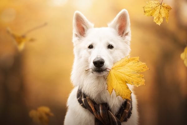 white-swiss-shepherd-dog-breed-dog-berger-blanc-suisse-1920x1080-9102124492E0-4A68-616C-DA2B-9DFD4D47E287.jpg