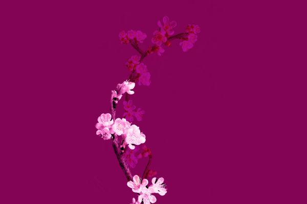 cherry-blossom-plum-1920x1080-1627598792E91-5721-AEC1-779E-9023CE5FD538.jpg