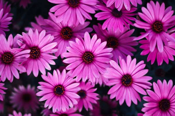 daisy-flowers-pink-flowers-pink-daisies-pink-background-1920x1080-9155F7FE9597-45A6-9210-D7F3-5BBC6CB372FE.jpg